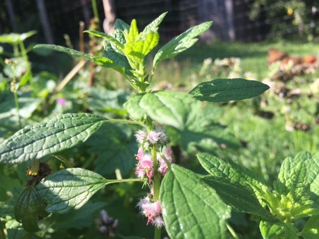 Motherwort in Ashley's Herb Garden