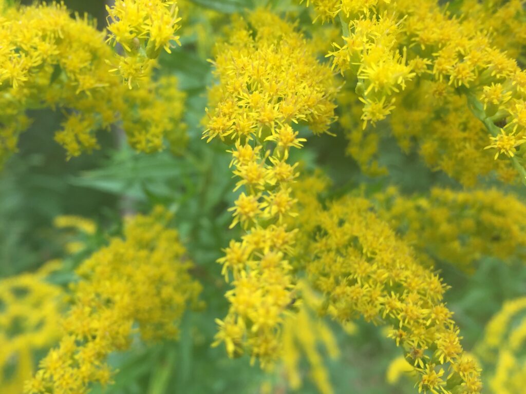 Goldenrod (Solidago)