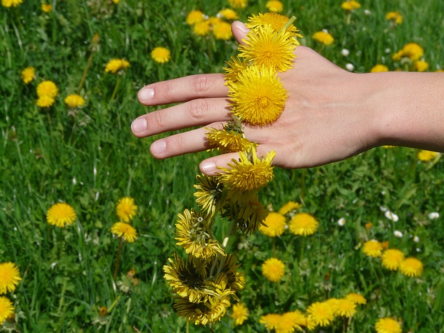 Dandelions