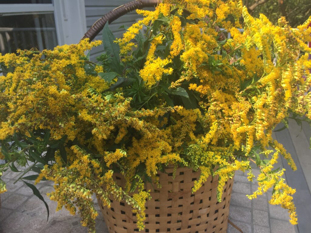 Goldenrod (Solidago spp)