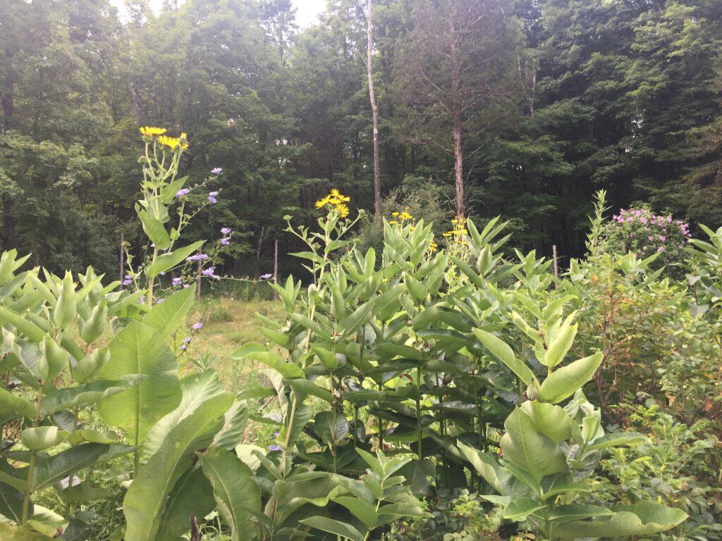 Elecampane (Inula helenium)