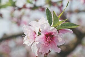 pink flower in tilt shift lens