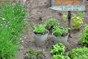 a number of plants in a garden near a sign