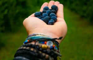 person holding bunch of black berries