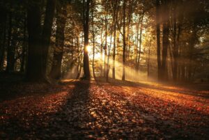 forest against sunlight at daytime