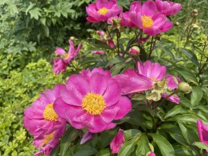 Rosa rugosa