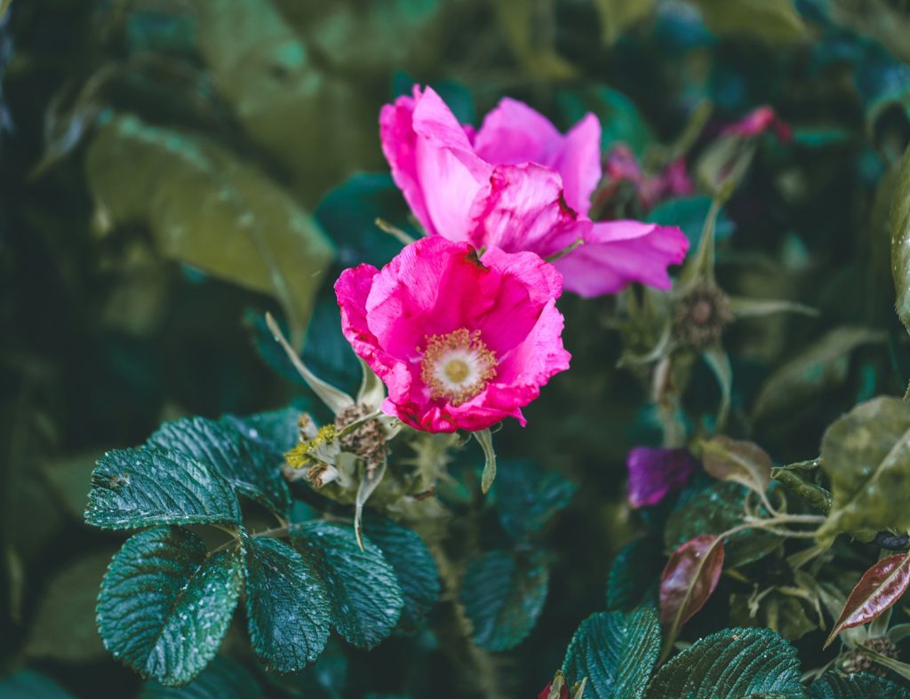 a close up of a pink flower surrounded by green leaves