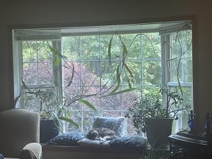 The Night Blooming Cereus & Sleepy Scout