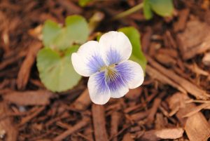 a blue and white flower sitting on the ground