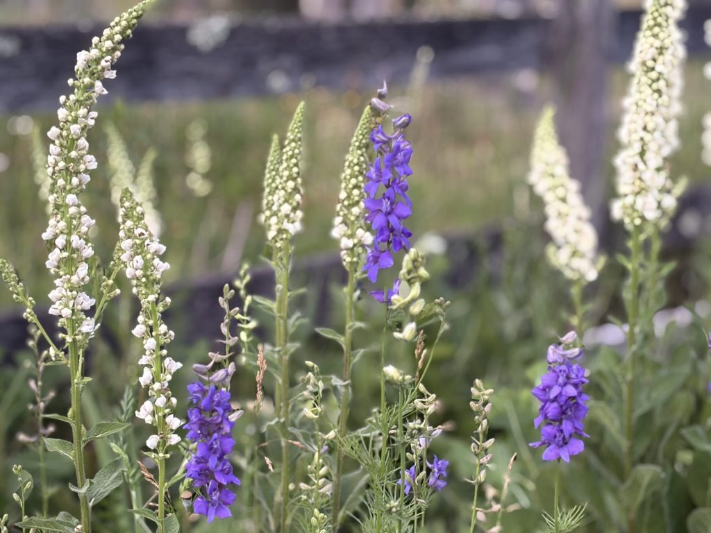 purple and white flowers