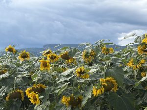 sunflowers